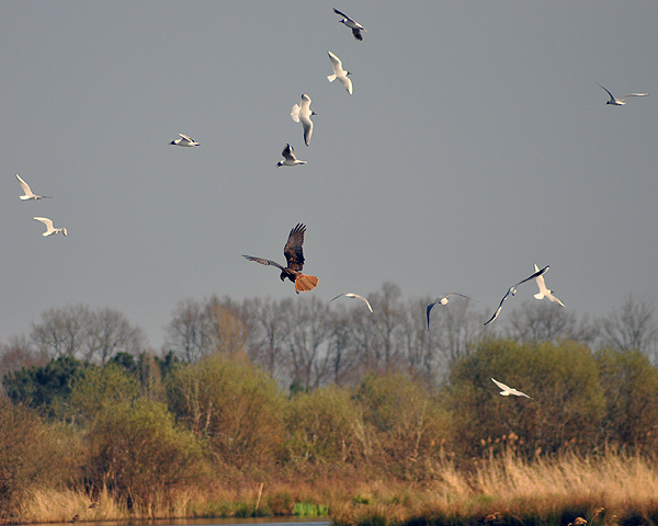 Marsh Harrier