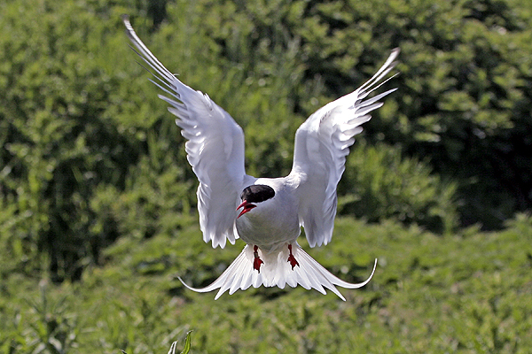Arctic Tern