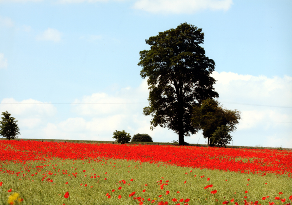 Poppy Field