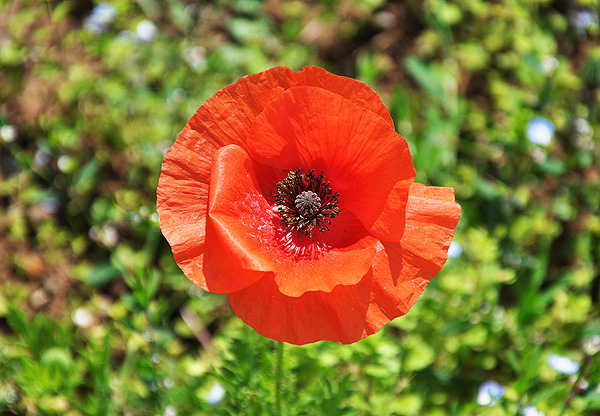 Poppy