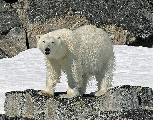 Polar Bear