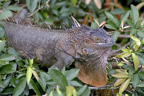 Iguana