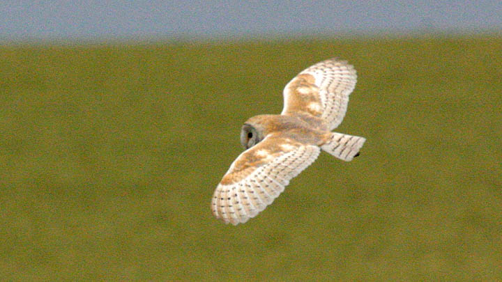 Barn Owl August 2008 J Allsop & C Gretton