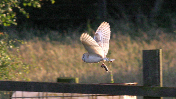 Barn Owl August 2008 J Allsop & C Gretton