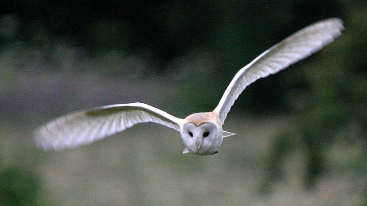 Barn Owl August 2008 J Allsop & C Gretton