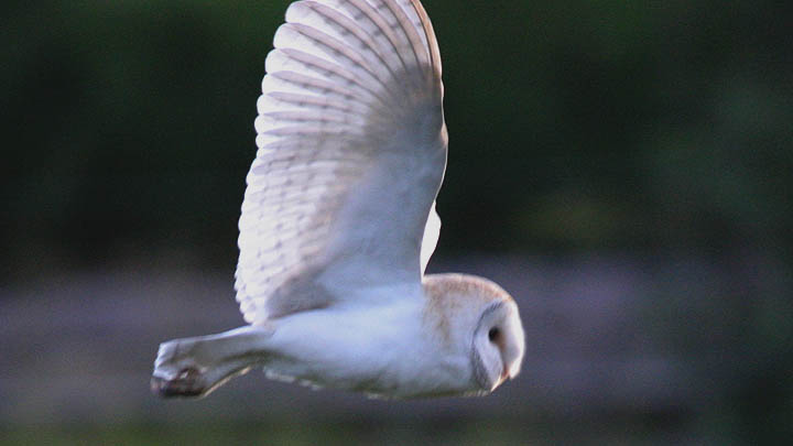 Barn Owl August 2008 J Allsop & C Gretton