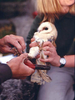 Ring attached to Barn Owl
