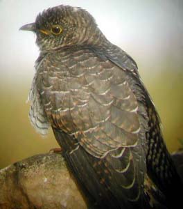Cuckoo- juv @ Axle Lane