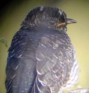 Cuckoo- juv @ Axle Lane