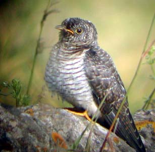 Cuckoo- juv @ Axle Lane