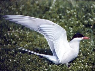 Common Tern