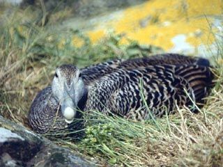 Eider or "St Cuthberts Duck"