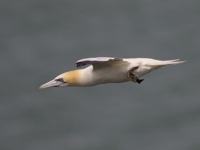 Gannet- Bempton Cliffs