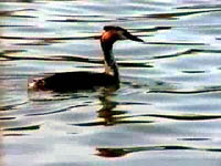 Great Crested Grebe @ Langold Lake