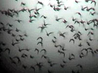 Golden Plover at Axle Lane