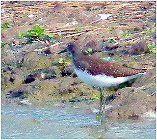 Green Sandpiper @ Blacktoft  © Peter Kenworthy