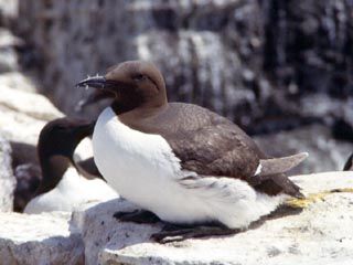 Guillemot