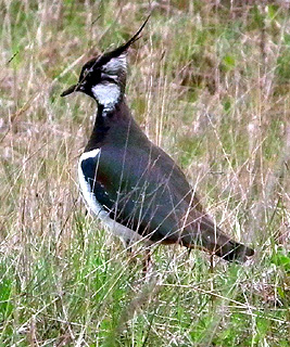 Lapwing