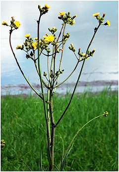 Marsh Hawks Beard @ Blacktoft © Peter Kenworthy