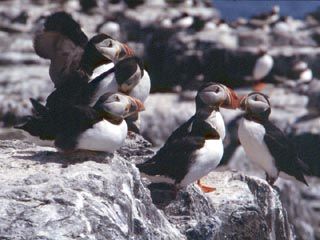 Puffins
