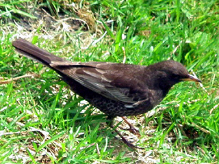 Ring Ouzel