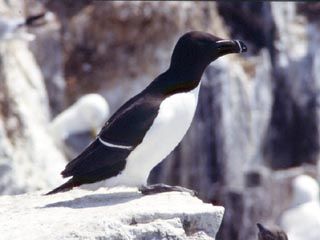 Razorbill