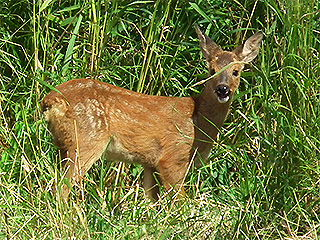 Roe Deer @ Blacktoft  © Peter Kenworthy