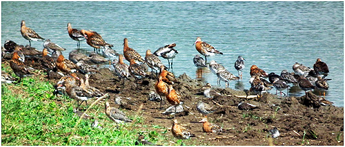 Ruff, Redshank and Black-tailed Godwit @ Blacktoft  © Peter Kenworthy
