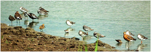  Snipe, Dunlin, BT Godwit and Redshank @ Blacktoft  © Peter Kenworthy