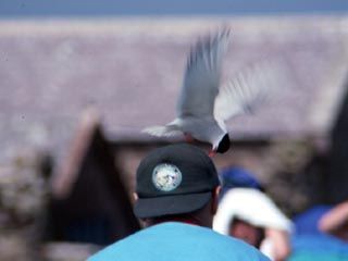 Attacked by a Tern