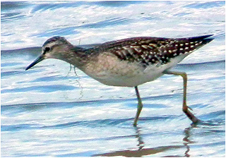 Wood Sandpiper @ Blacktoft  © Peter Kenworthy