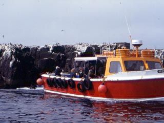 Boat trip to the Farnes