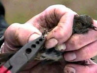 applying BTO ring to Dunnock