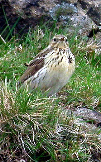 Meadow Pipit