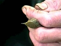 each bird carefully handled