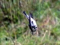 carefully caught in net