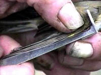 Images & link to video from 2000